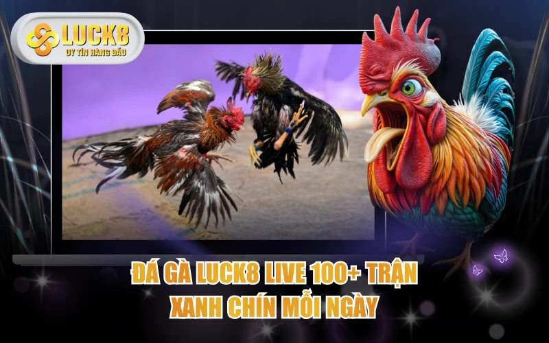 Đá Gà LUCK8 Live 100+ trận xanh chín mỗi ngày