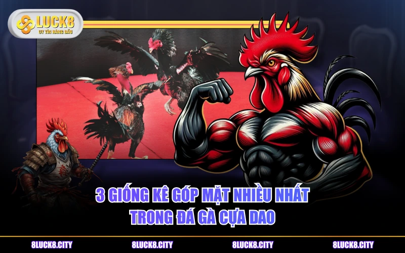 Đá Gà Cựa Dao Và Những Quy Tắc Cần Biết Khi Vào Tiền 9 3 giống kê góp mặt nhiều nhất trong đá gà cựa dao