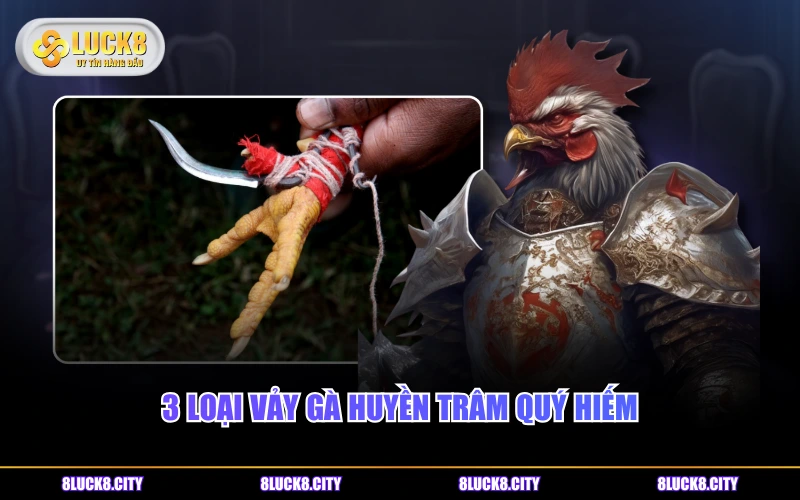 Vảy Gà Huyền Trâm - Loại Vảy Quý Hiếm Số 1 Trong Chọi Kê 7 3 loại vảy gà Huyền Trâm quý hiếm