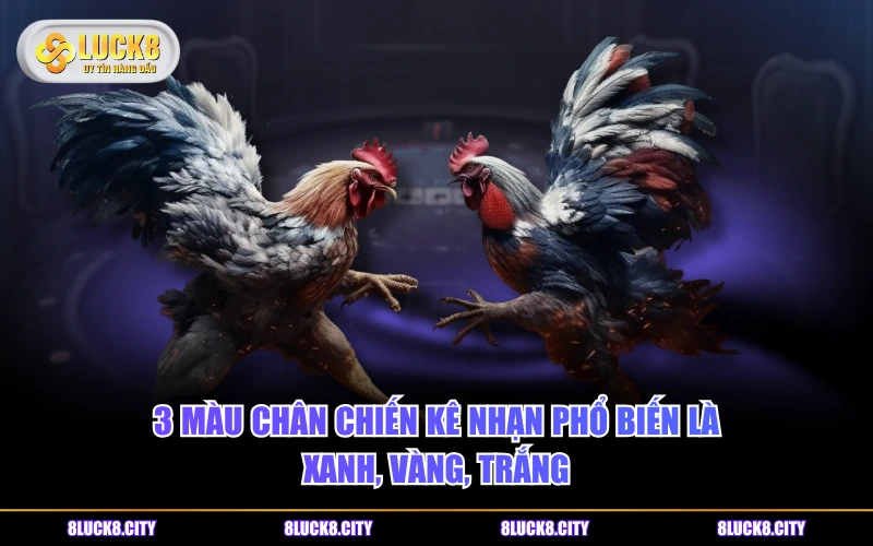 Đặc Điểm Của Gà Nhạn - Dòng Chiến Kê Lông Trắng Nổi Bật 8 3 màu chân chiến kê Nhạn phổ biến là Xanh, Vàng, Trắng