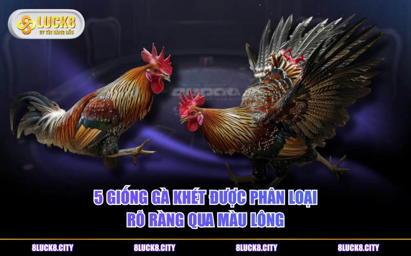 Phân Loại Gà Khét Và Bật Mí Cách Chọn Ngày Đá Tốt Nhất 7 5 giống gà khét được phân loại rõ ràng qua màu lông