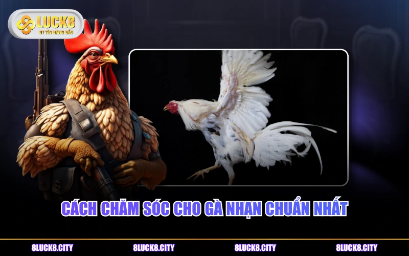 Đặc Điểm Của Gà Nhạn - Dòng Chiến Kê Lông Trắng Nổi Bật 9 Cách chăm sóc cho gà Nhạn chuẩn nhất