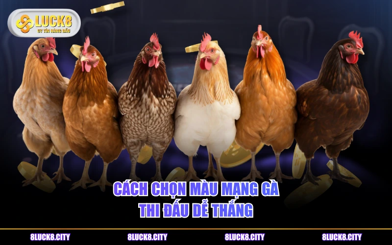 Nguồn Gốc Gà Chuối - Ý Nghĩa Màu Lông Và Phân Loại Phổ Biến 9 Cách chọn màu mạng gà thi đấu dễ thắng