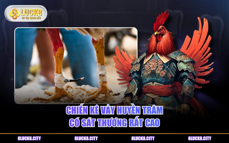 Vảy Gà Huyền Trâm - Loại Vảy Quý Hiếm Số 1 Trong Chọi Kê 9 Chiến kê vảy Huyền Trâm có sát thương rất cao