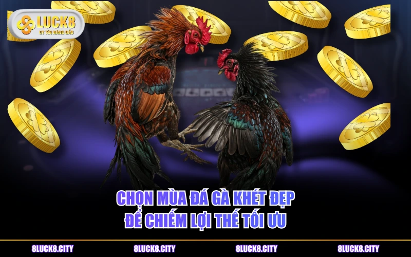 Phân Loại Gà Khét Và Bật Mí Cách Chọn Ngày Đá Tốt Nhất 9 Chọn mùa đá gà khét đẹp để chiếm lợi thế tối ưu