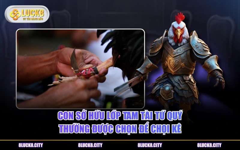 Vảy Gà Tam Tài Tứ Quý Và Cách Nhận Dạng Chi Tiết Nhất 8 Con sở hữu lớp Tam Tài Tứ Quý thường được chọn để chọi kê