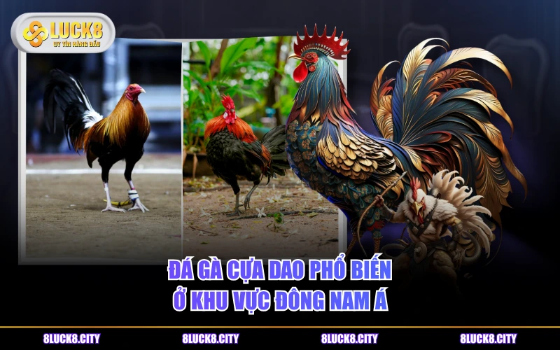 Đá Gà Cựa Dao Và Những Quy Tắc Cần Biết Khi Vào Tiền 6 Đá gà cựa dao phổ biến ở khu vực Đông Nam Á