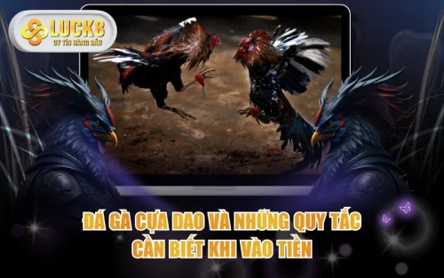 Đá Gà Cựa Dao Và Những Quy Tắc Cần Biết Khi Vào Tiền 5 Đá Gà Cựa Dao Và Những Quy Tắc Cần Biết Khi Vào Tiền