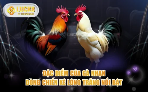 Đặc Điểm Của Gà Nhạn - Dòng Chiến Kê Lông Trắng Nổi Bật 5 Đặc Điểm Của Gà Nhạn - Dòng Chiến Kê Lông Trắng Nổi Bật