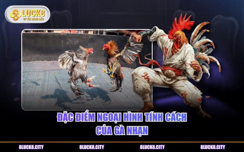 Đặc Điểm Của Gà Nhạn - Dòng Chiến Kê Lông Trắng Nổi Bật 7 Đặc điểm ngoại hình tính cách của gà Nhạn