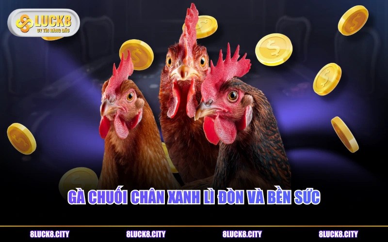 Nguồn Gốc Gà Chuối - Ý Nghĩa Màu Lông Và Phân Loại Phổ Biến 8 Gà chuối chân xanh lì đòn và bền sức