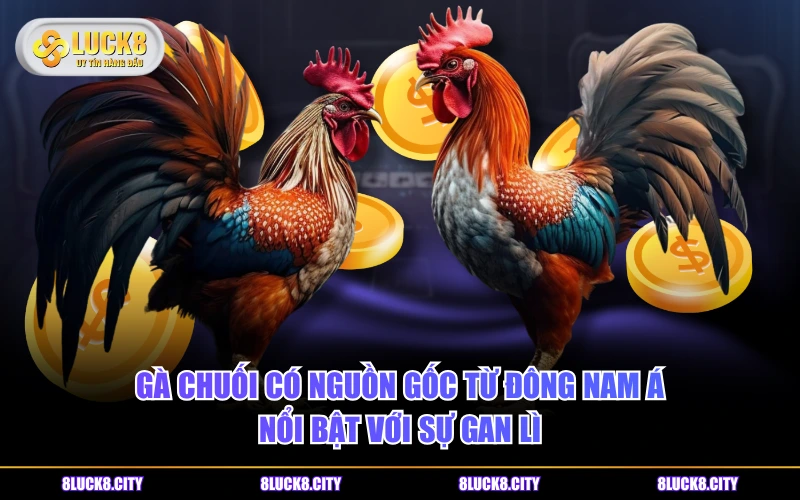 Nguồn Gốc Gà Chuối - Ý Nghĩa Màu Lông Và Phân Loại Phổ Biến 6 Gà chuối có nguồn gốc từ Đông Nam Á nổi bật với sự gan lì