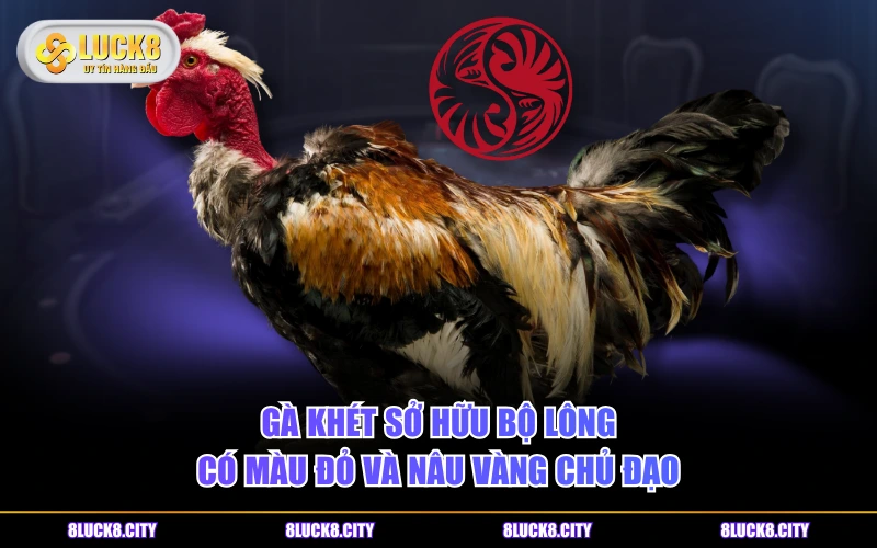 Phân Loại Gà Khét Và Bật Mí Cách Chọn Ngày Đá Tốt Nhất 6 Gà khét sở hữu bộ lông có màu đỏ và nâu vàng chủ đạo