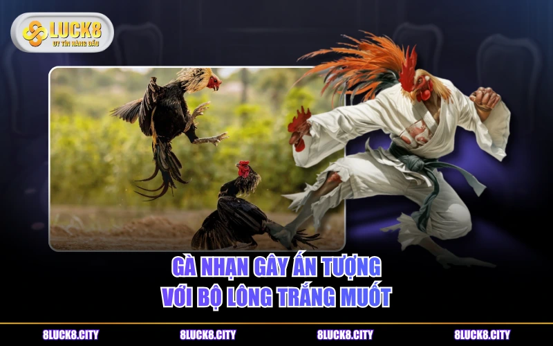 Đặc Điểm Của Gà Nhạn - Dòng Chiến Kê Lông Trắng Nổi Bật 6 Gà Nhạn gây ấn tượng với bộ lông trắng muốt