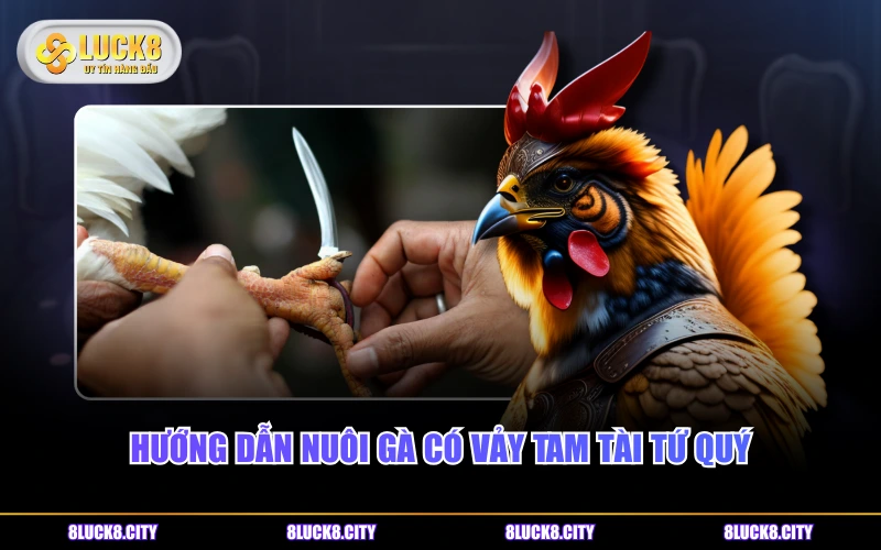Vảy Gà Tam Tài Tứ Quý Và Cách Nhận Dạng Chi Tiết Nhất 9 Hướng dẫn nuôi gà có vảy Tam Tài Tứ Quý