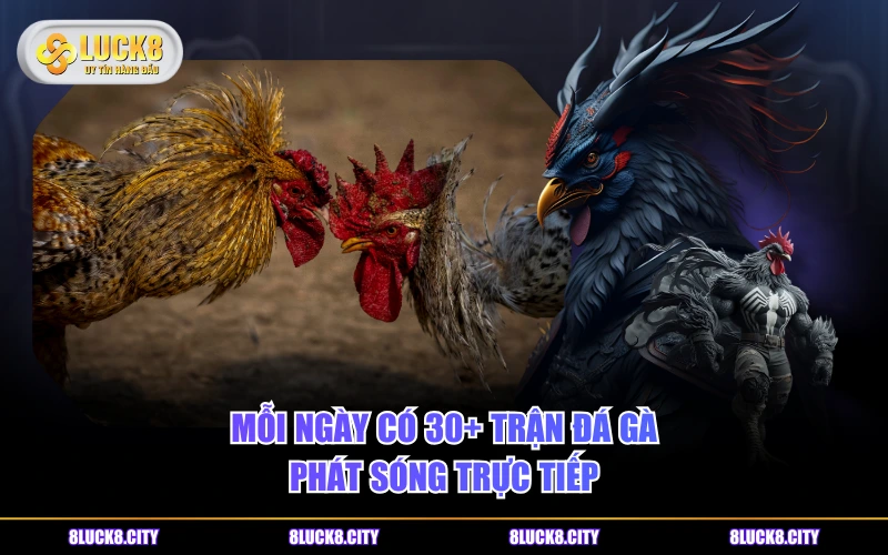 Đá Gà ALO789 - Nơi Giải Trí An Toàn Cho Mọi Thành Viên 8 Mỗi ngày có 30+ trận đá gà phát sóng trực tiếp