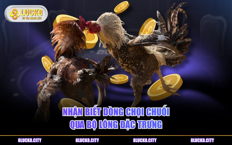 Nguồn Gốc Gà Chuối - Ý Nghĩa Màu Lông Và Phân Loại Phổ Biến 7 Nhận biết dòng chọi chuối qua bộ lông đặc trưng