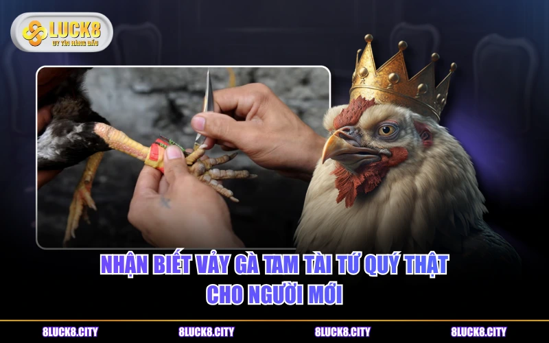 Vảy Gà Tam Tài Tứ Quý Và Cách Nhận Dạng Chi Tiết Nhất 7 Nhận biết vảy gà Tam Tài Tứ Quý thật cho người mới