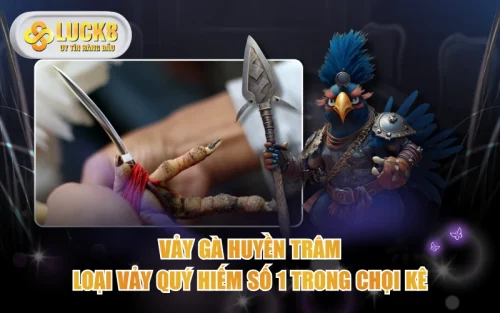 Vảy Gà Huyền Trâm - Loại Vảy Quý Hiếm Số 1 Trong Chọi Kê 5 Vảy Gà Huyền Trâm - Loại Vảy Quý Hiếm Số 1 Trong Chọi Kê