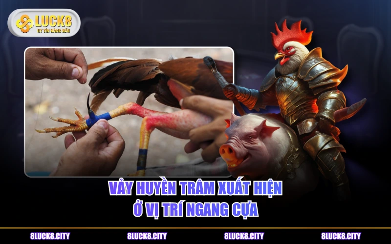Vảy Gà Huyền Trâm - Loại Vảy Quý Hiếm Số 1 Trong Chọi Kê 8 Vảy Huyền Trâm xuất hiện ở vị trí ngang cựa